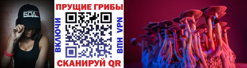 Псилоцибиновые грибы Psilocybine cubensis Можга